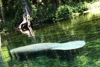 Clear Canoeing and Wildlife Sightseeing at Silver Springs - What you do before you paddle: simple, but don’t skip it