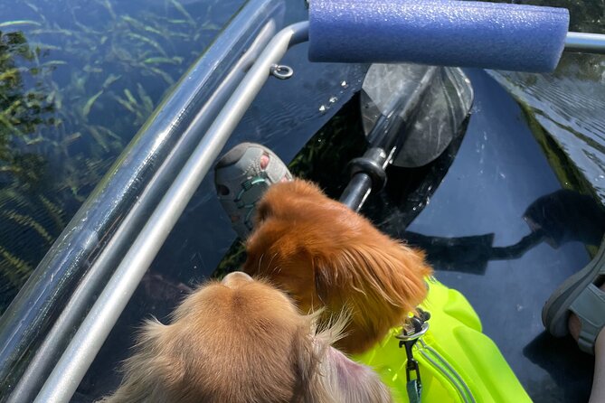 Clear Canoeing and Wildlife Sightseeing at Silver Springs - Comfort, safety, and the rules you should actually care about