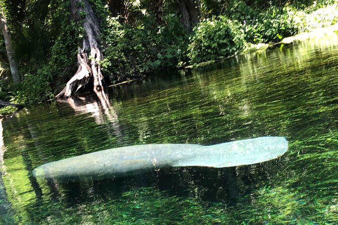 Clear Canoeing and Wildlife Sightseeing at Silver Springs - What you do before you paddle: simple, but don’t skip it