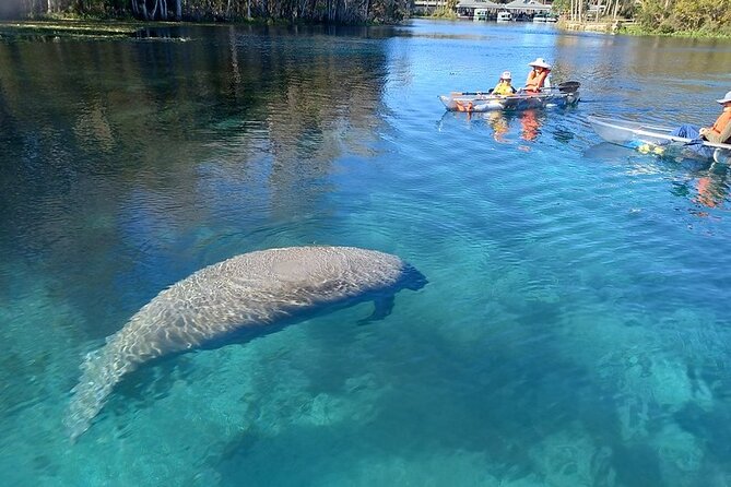 Clear Kayak or Paddleboard Manatee Adventure - Key things I’d bank on before you go