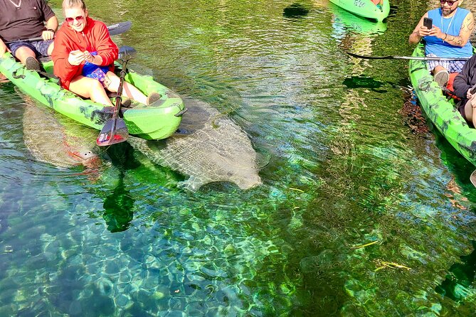 Clear Kayak or Paddleboard Manatee Adventure - Wildlife expectations: manatees, turtles, alligators, and monkeys