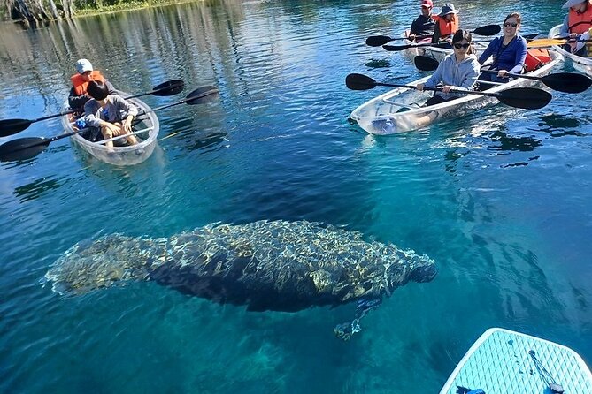 Clear Kayak or Paddleboard Manatee Adventure - Getting on and off the water: moderate fitness and group setup