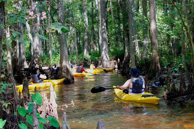 Cypress Forest: Guided Nature Kayak Eco-Tour - Key points before you paddle