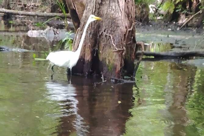 Cypress Forest: Guided Nature Kayak Eco-Tour - Should you book this Cypress Forest guided kayak eco-tour?