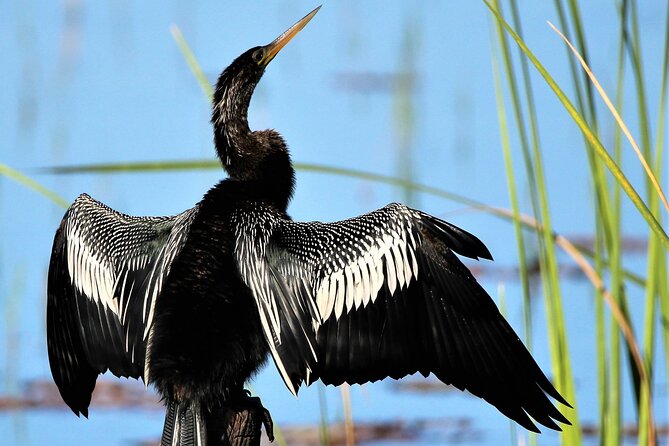 Dora Canal Wildlife Kayak Tour – Scenic Old Florida - Kayak vs Paddleboard: Pick What Matches Your Body and Comfort