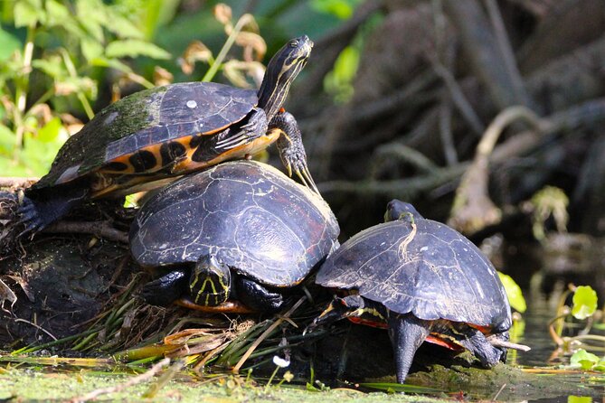 Dora Canal Wildlife Kayak Tour – Scenic Old Florida - Price and Value at $85: What You’re Paying For