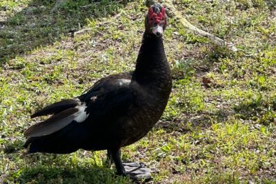 Epic 2-Hour Kissimmee E-Bike Adventure Awaits with Toho Bikes! - Kissimmee lakefront: cranes, peacocks, and the 2024 pedestrian bridge