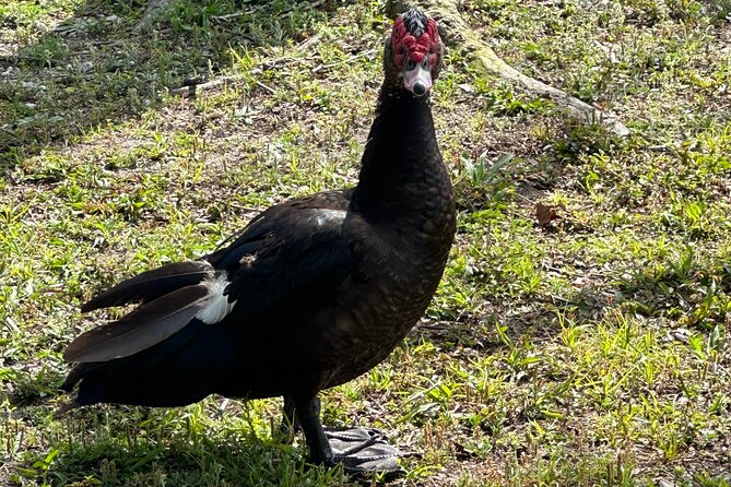 Epic 2-Hour Kissimmee E-Bike Adventure Awaits with Toho Bikes! - Kissimmee lakefront: cranes, peacocks, and the 2024 pedestrian bridge