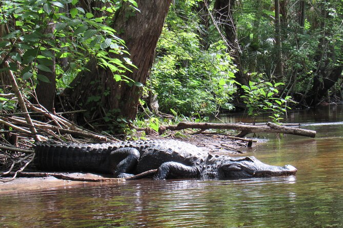 Exclusive Nature Escape Kayak Adventure on Blackwater Creek - Blackwater Creek in Seminole Forest: what makes it feel special