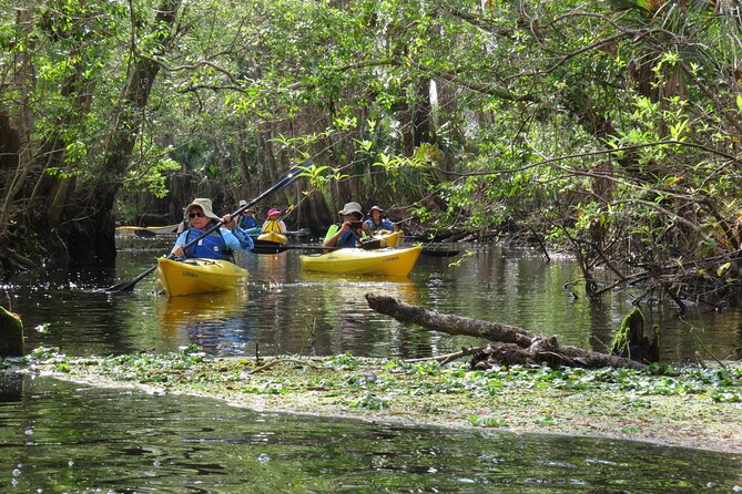 Exclusive Nature Escape Kayak Adventure on Blackwater Creek - Seminole State Forest stop: how the ecosystem viewing works