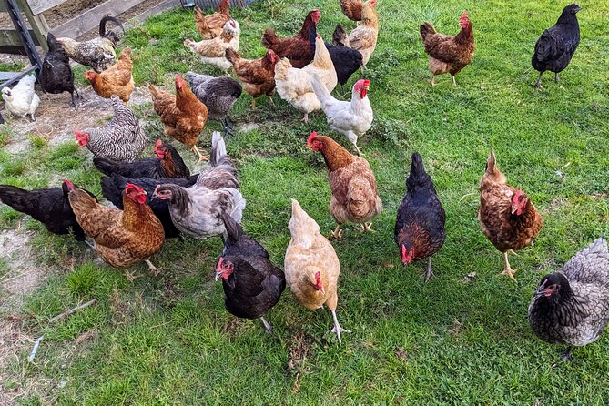 Farm Experience with Ponies, Bunnies, Chickens and Goats - The Animal Lineup: Minis, Ponies, Big Horses, and the Barnyard Extras
