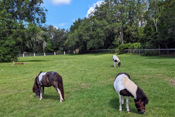 Farm Experience with Ponies, Bunnies, Chickens and Goats - Hand-Led Pony or Horse Ride: Ages, Expectation Setting, and Photos Without the Fuss