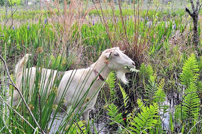 Farm Experience with Ponies, Bunnies, Chickens and Goats - Helmet-Ready Horse Time: What Comes Before the Ride
