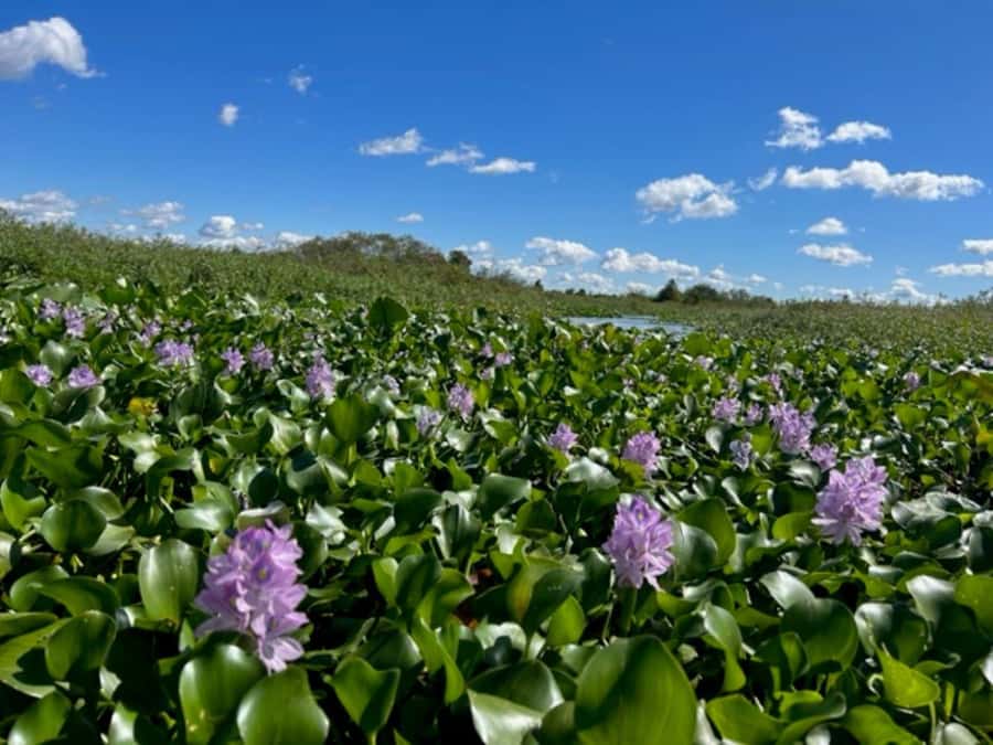 Florida: 90 Minute Everglades Cruise - On the Water: What 90 Minutes in the Everglades Actually Feels Like