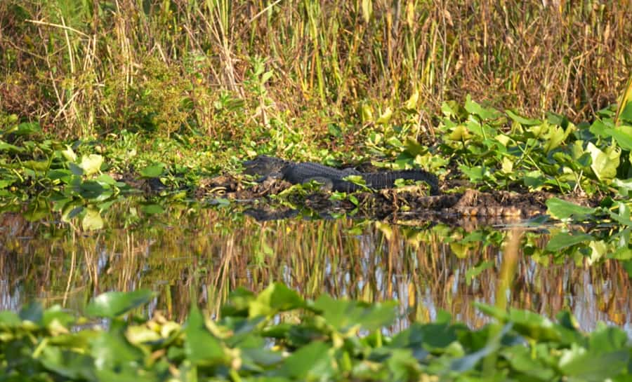 Florida: 90 Minute Everglades Cruise - How the Guides Explain the Everglades: Plants, Nests, and Food Chains