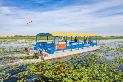 Florida: 90 Minute Everglades Cruise - Wildlife You Can Spot: Alligators, Turtles, and the Bird Show
