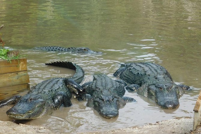 Florida Everglades Airboat Tour and Wild Florida Admission with Optional Lunch - Orlando-to-Kenan(S)ville: why this day feels like a real change of pace