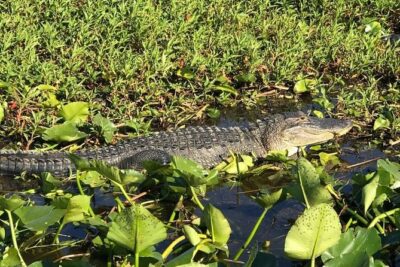 Florida Everglades Airboat Tour and Wild Florida Admission with Optional Lunch - The airboat ride: what you actually experience on the swamp water