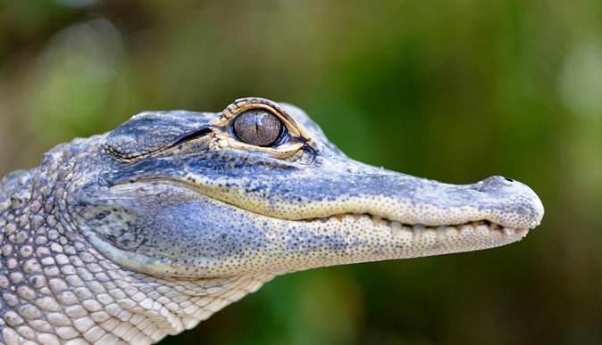 Florida Everglades Airboat Tour and Wild Florida Admission with Optional Lunch - 30 minutes vs 1 hour: choosing the right airboat timing for your schedule