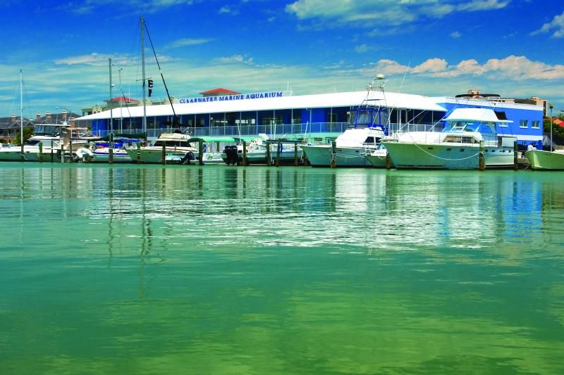 From Orlando: Clearwater Beach and Marine Aquarium Admission - Key Points You’ll Care About