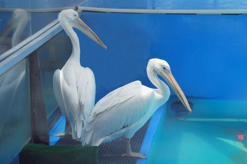 From Orlando: Clearwater Beach and Marine Aquarium Admission - Getting From Orlando To Clearwater: What The 12 Hours Really Means