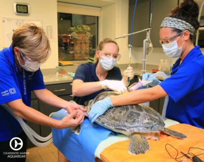 From Orlando: Clearwater Beach and Marine Aquarium Admission - Clearwater Marine Aquarium And The Winter Story You’ll See On Day One