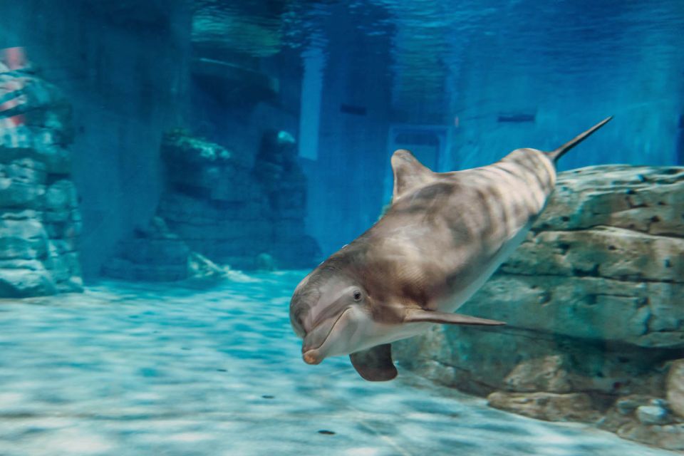 From Orlando: Day Trip to Clearwater Beach with Options - Price value for $100: who this deal fits best