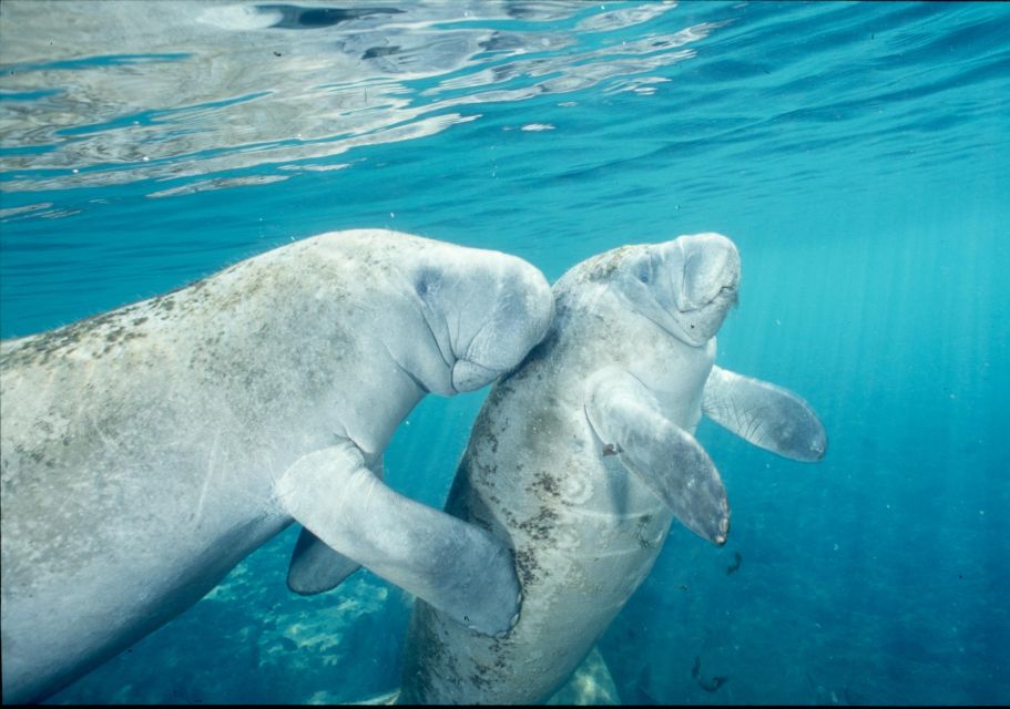 From Orlando: Manatee Snorkel Tour with Lunch & Hotel Pickup - Key highlights worth knowing