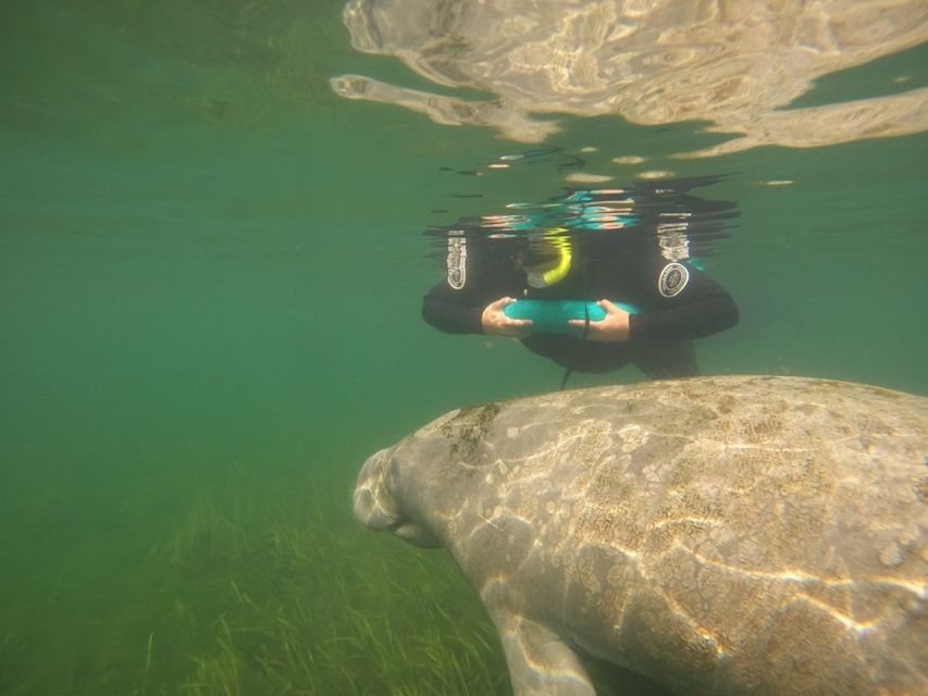 From Orlando: Manatee Snorkel Tour with Lunch & Hotel Pickup - FAQ