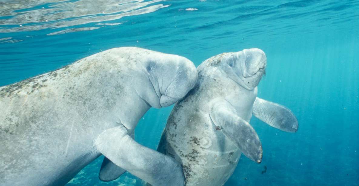From Orlando: Manatee Snorkel Tour with Lunch & Hotel Pickup - From Disney-area pickup to Crystal River: how the 11 hours flow
