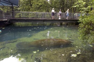From Orlando: Manatee Snorkel Tour with Lunch & Hotel Pickup - Meeting Florida’s gentle giants in Crystal River and Kings Bay