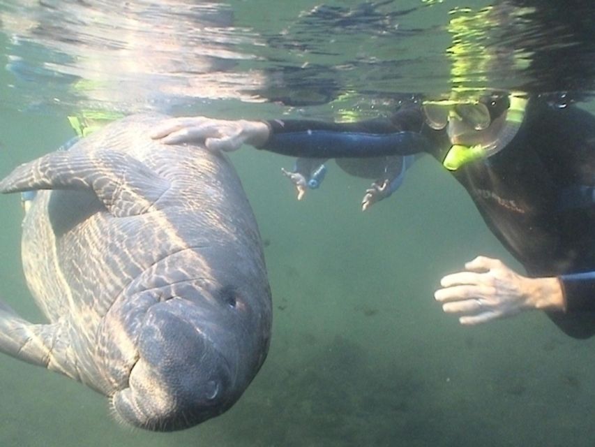 From Orlando: Manatee Snorkel Tour with Lunch & Hotel Pickup - Who this tour fits best (and who might adjust expectations)