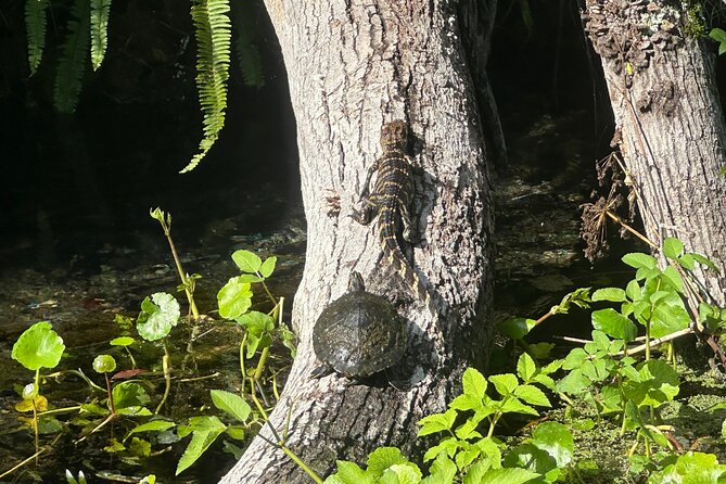 Gator Viewing Clear Kayak Springs Tour - Your clear kayak or paddleboard: what you get and why it matters