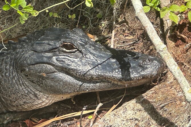 Gator Viewing Clear Kayak Springs Tour - Wildlife sightings: the real draw beyond the alligators