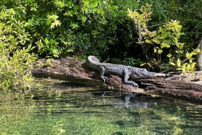 Gator Viewing Clear Kayak Springs Tour - The 2-hour rhythm on the Silver River: what happens when you’re on the water