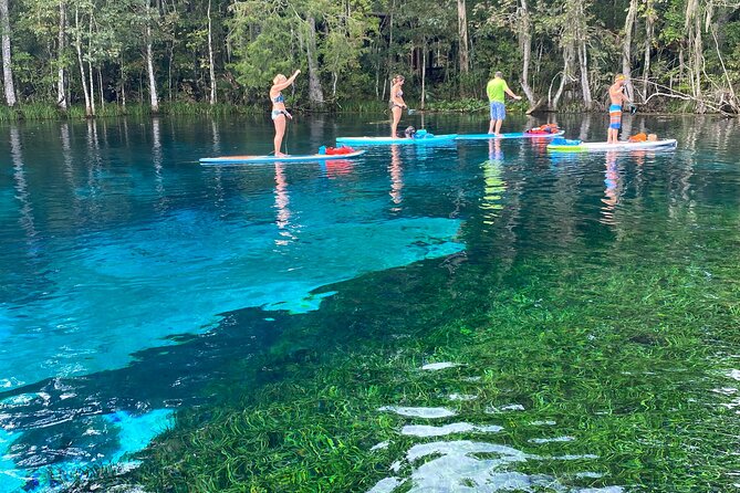 Gator Viewing Clear Kayak Springs Tour - Price and value: $80 plus the $6 state park fee
