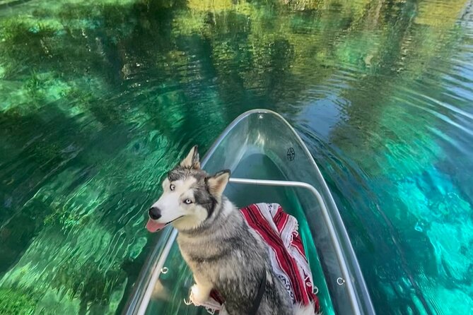 Glass Bottom Kayak Tours of Silver Springs - Timing your paddle: morning mist, busy ramps, and season reality