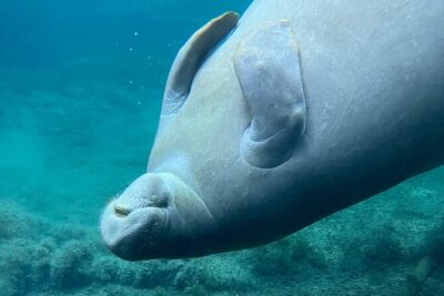 Glass Bottom Kayak Tours of Silver Springs - The water portion: how your guided glide turns into wildlife time