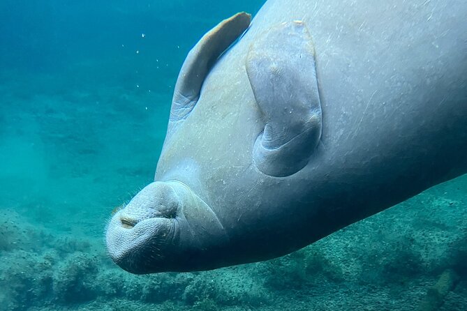 Glass Bottom Kayak Tours of Silver Springs - The water portion: how your guided glide turns into wildlife time