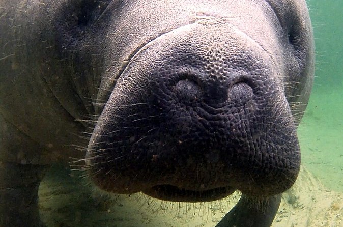 Guided Kayaking Manatee Tour near Orlando - What you need to bring (and what to skip)