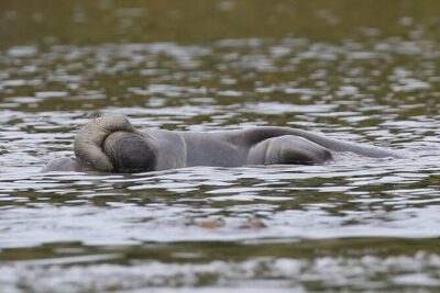 Guided Kayaking Manatee Tour near Orlando - What’s included in the kayak manatee tour price