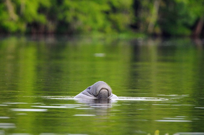 Guided Kayaking Manatee Tour near Orlando - How the 90 minutes on the water is paced