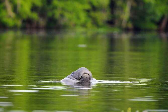 Guided Kayaking Manatee Tour near Orlando - Manatees, alligators, and birds: what wildlife moments look like