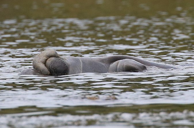 Guided Kayaking Manatee Tour near Orlando - Why the small group size feels like the real luxury