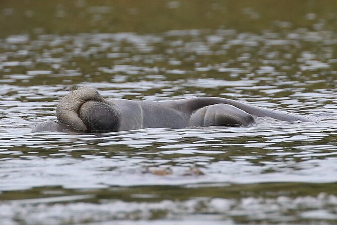 Guided Kayaking Manatee Tour near Orlando - What’s included in the kayak manatee tour price