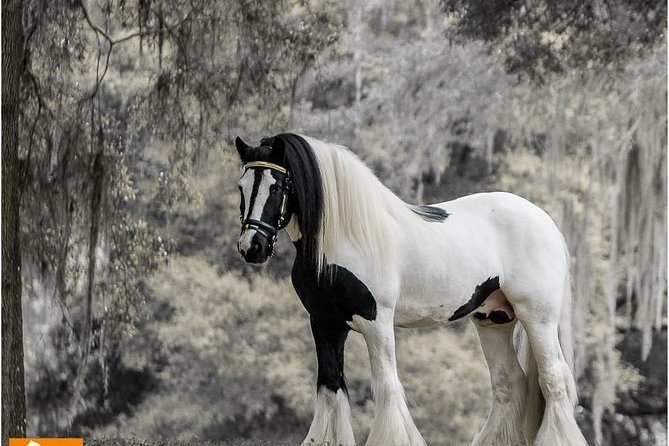 Gypsy Gold Horse Farm Tour - Key Highlights You Should Know