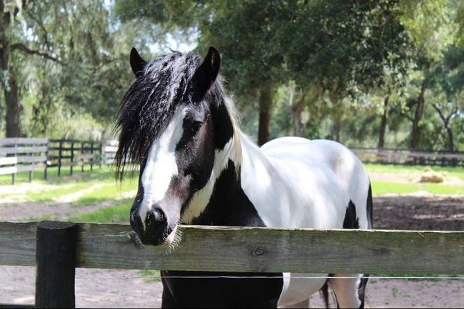 Gypsy Gold Horse Farm Tour - Your 10:00 AM Start: What the Tour Feels Like in Real Life