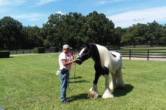 Gypsy Gold Horse Farm Tour - Your Second Hour: Horse Paddocks, Ancient Oaks, and Spanish Moss