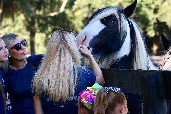 Gypsy Gold Horse Farm Tour - Who This Tour Suits Best (And Who Might Skip It)