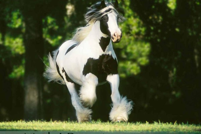 Gypsy Gold Horse Farm Tour - 45 Minutes With Dennis Thompson: The Breed Story You Can Actually Use